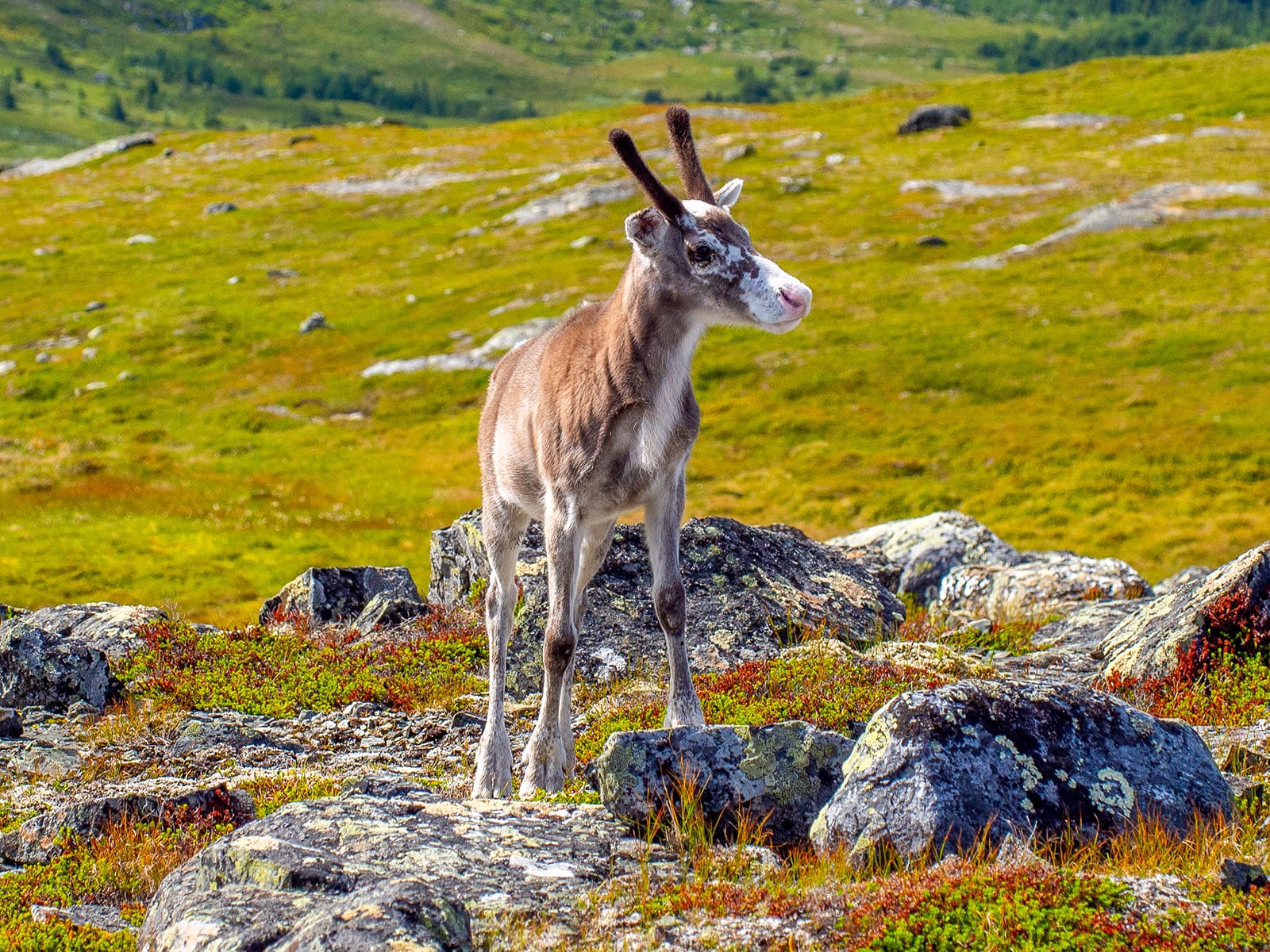Baby reindeer in the mountains